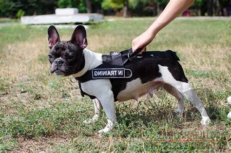 In this video, i'll give you 4 tips on how to potty train your french bulldog puppy. Nylon Dog Harness for French Bulldog Training