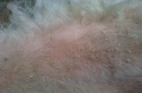 Hair Loss In Angora Goats