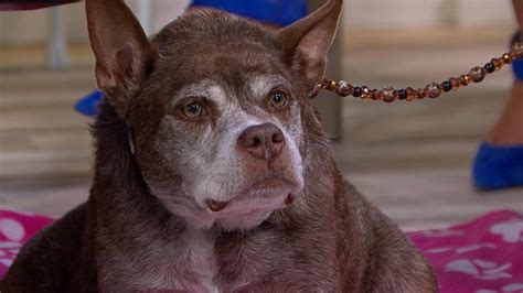 Meet The Worlds Ugliest Dog Winner Quasi Modo Live On Gma Video