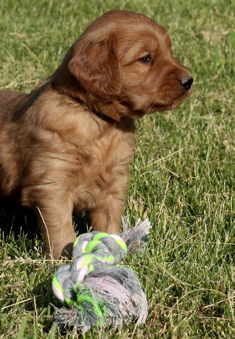 In this video, you get to see a litter of golden retriever puppies growing, playing, becoming mischievous and just generally looking adorable as. Pictures of Polly's Puppies! - Windy Knoll Golden Retrievers
