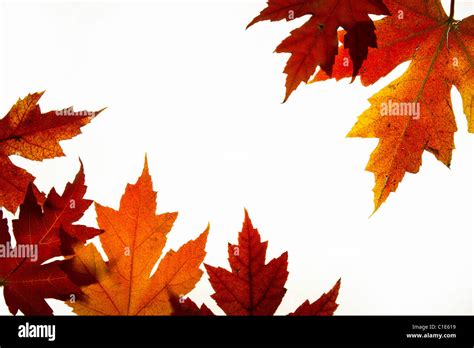Maple Leaves Mixed Changing Fall Colors Background Backlit 2 Stock