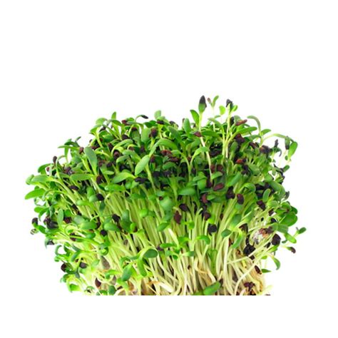 Certified Organic Alfalfa Sprouting Seed 4 Oz Orolam Brand High