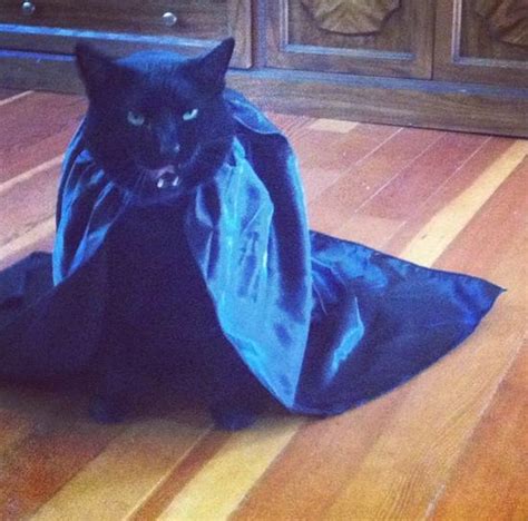 22 Cats That Absolutely Hate Their Halloween Costumes Pleated Jeans