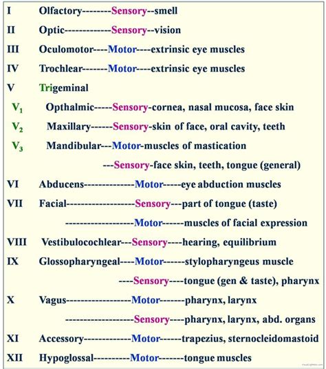 Cranialnervefunctiontest Embriolgie Catedra De Anatomie