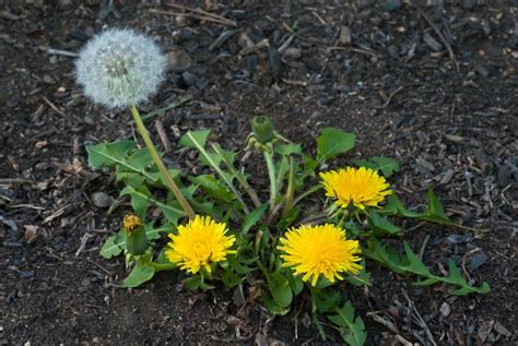 Dandelion Weeds How They Spread And How To Control Them Lebanonturf