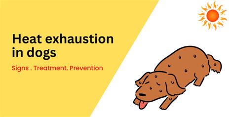 Understanding And Preventing Heat Exhaustion In Dogs Blogs Waggle