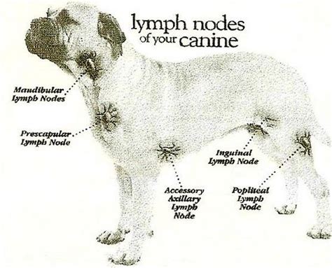 Vca Hollywood Animal Hospital In Home Lymph Node Exam
