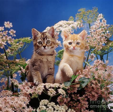 Burmilla Kittens Photograph By Jane Burton Fine Art America