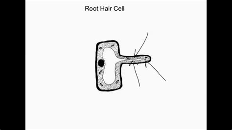 A root hair cells main function is to basically absorb water to hydrate the structure. KS3 Root Hair Cell - YouTube