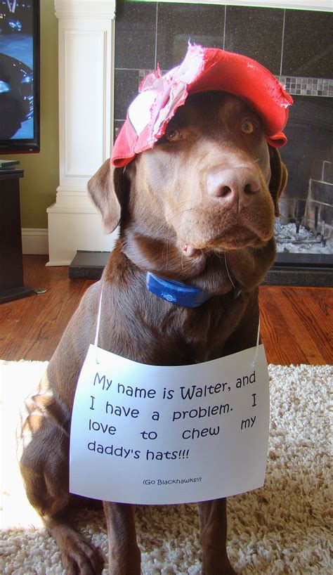 Walter Eats Hat Dog Shaming Dog Shaming Funny Animal
