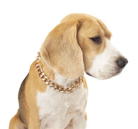 The Notorious Dog Rose Gold Pet Chain Necklace Rose Gold Chain