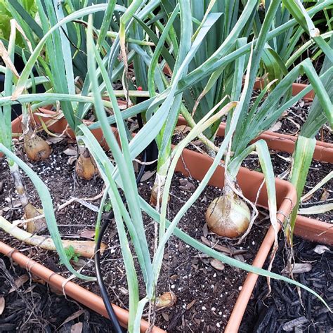 Allium Cepa Cepa Group Onion In Gardentags Plant Encyclopedia