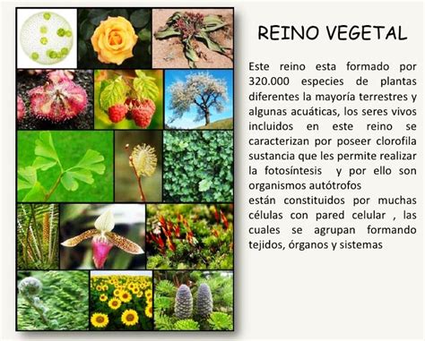 Reino Vegetal Definición Funciones Importancia Ejemplos Y