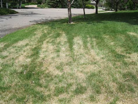 Problem Grass Is Matted Down Lawn Problems Wilted Lawn Garden Curb