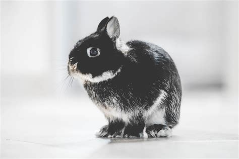 Do Male Rabbits Spray After Neutering And Why Born For Pets