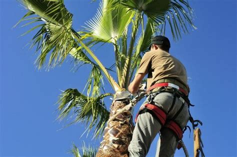 How To Properly Care For Your Palm Tree Estate Landscaping