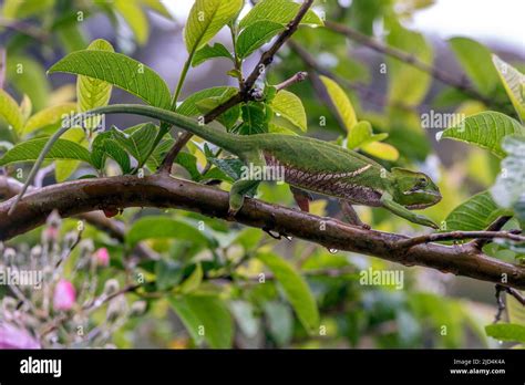 Two Banded Cghameleon Hi Res Stock Photography And Images Alamy