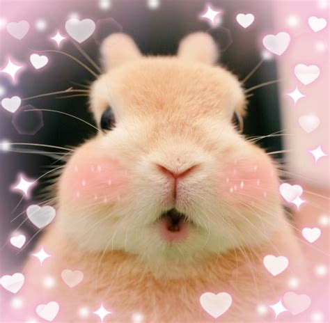 ﾉ≧ ≦ Cute Baby Bunnies Cute Bunny Cute Animals