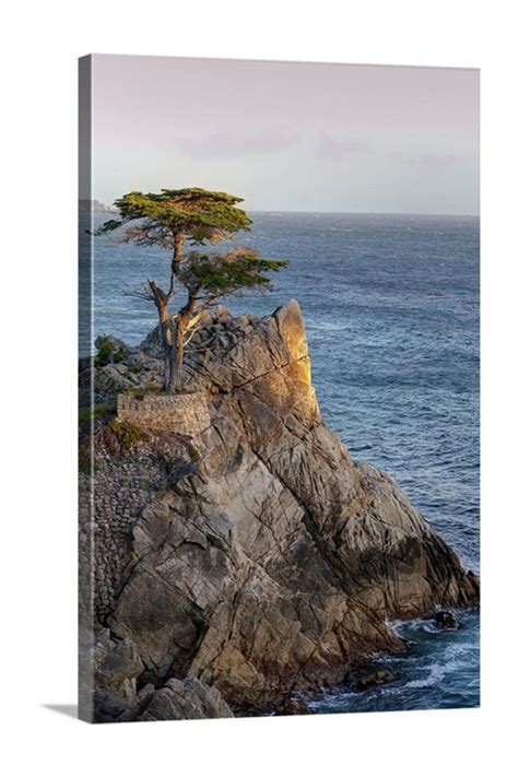 Lone Cypress Pebble Beach California Tomas W Mitchell