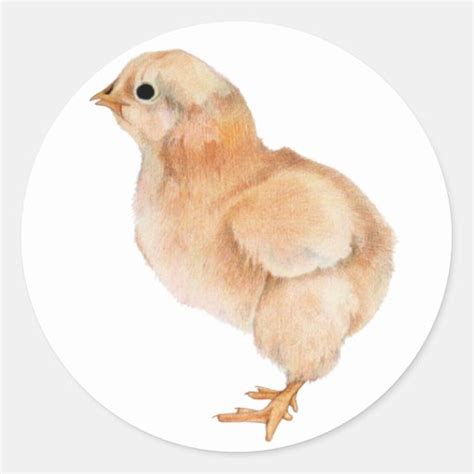 Baby Chick Sticker Zazzle