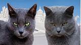 Images of Silver Cat Breed
