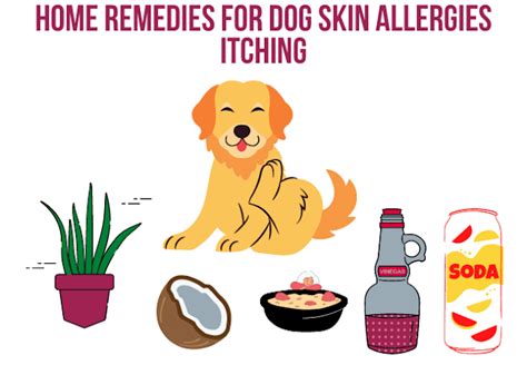 Home Remedies For Dog Skin Allergies Itching