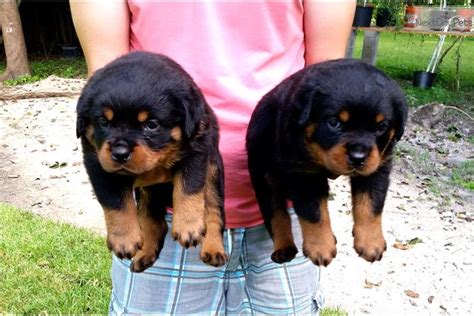 German Rottweiler Puppies For Sale In Florida Pudding To Come