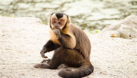 Capuchin Monkey Breeds Facts Weight Size Diet And All Information A Z