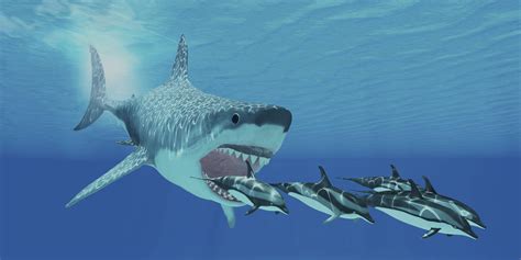 Interesting Facts About Megalodon