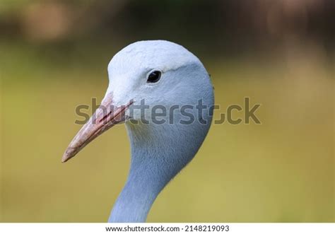 Blue Crane South Africas National Bird Stock Photo 2148219093
