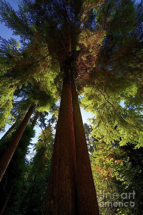 Tall Cedars Photograph By Terry Elniski Fine Art America