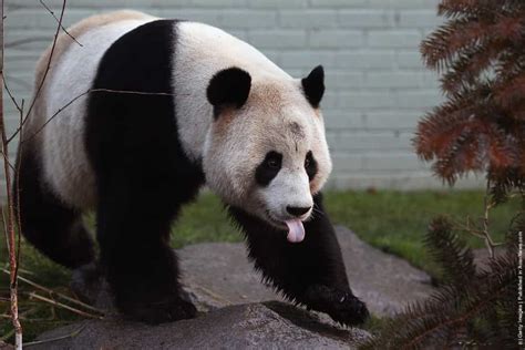Two Giant Pandas Make Their First Appearance In Front Of The Media
