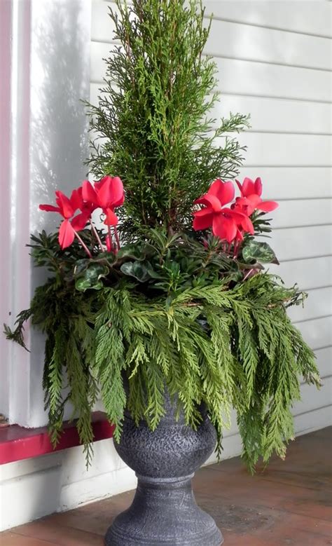 8 Festive Ideas For Winter Container Gardens Winter Container