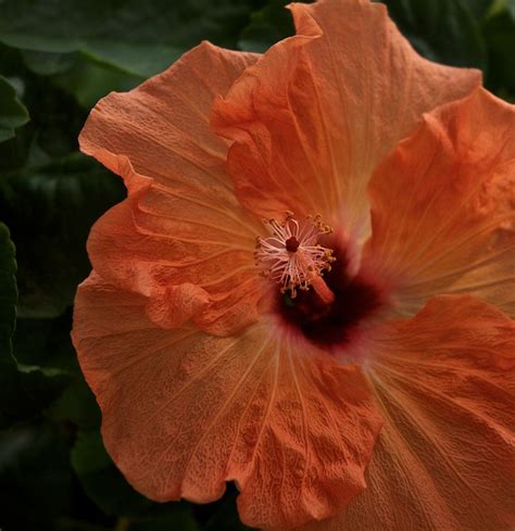 Please review the schedule and the details on our product pages for more information. Colorful and Edible HIbiscus - Socialphy | Hibiscus ...