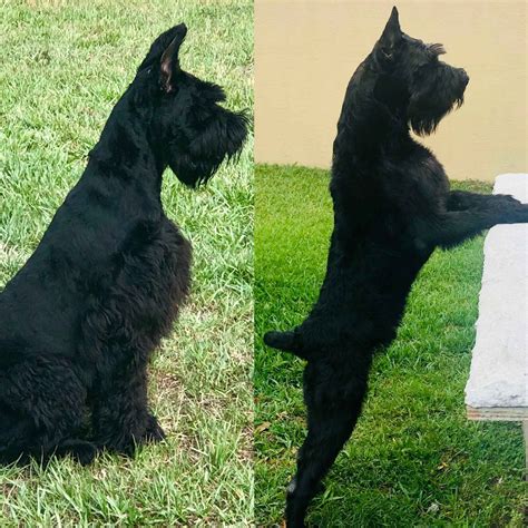 Black Beauty Giant Schnauzers Giant Schnauzer Puppies For Sale In