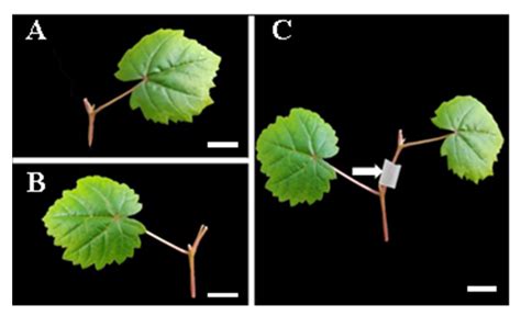 Horticulturae Free Full Text Occurrence Of Grapevine Leafroll