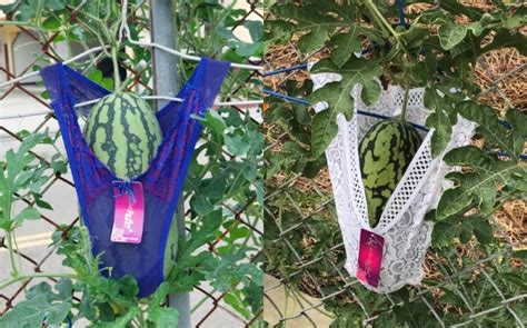 farmer goes viral for sexy homegrown watermelons in lacy panties hype my