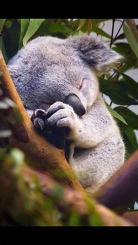 Baby Koala In A Tree Baby Animals Cute Baby Animals Cute Animals