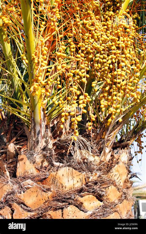 Phoenix Canariensis The Canary Island Date Palm Tree Stock Photo Alamy