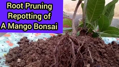 Tips Repotting And Root Pruning A Mango Tree Mango Grown From Seeds