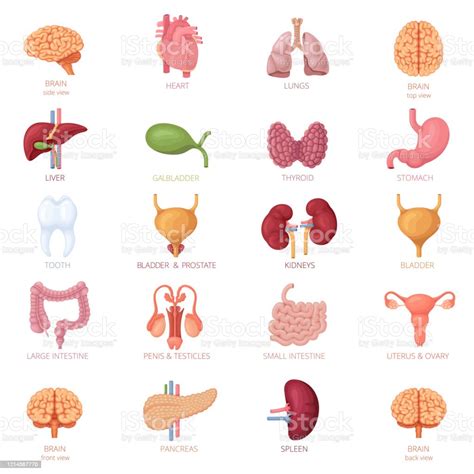 Human Internal Organs Icon Set Stock Illustration Download Image Now