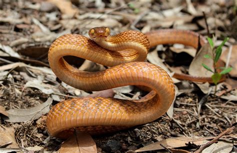 Recklessly Brown Tree Snake Australia Venomous