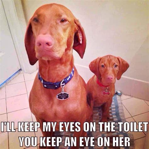 I Will Keep My Eyes On The Toilet Vizsla Meme Vizsla Vizsla Dogs