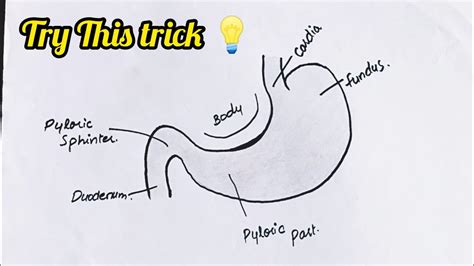 How To Draw Stomach Step By Step Easily Youtube