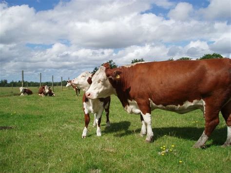 top 15 cattle breeds for your farm
