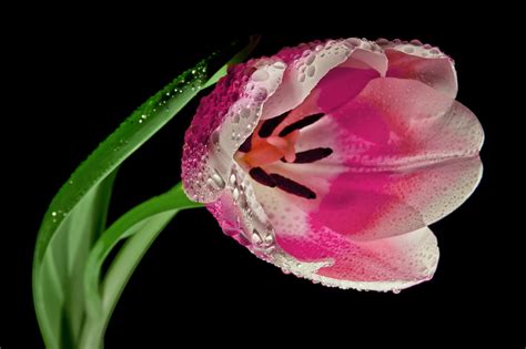Wallpaper Tulip Flower Petals Hd Widescreen High Definition