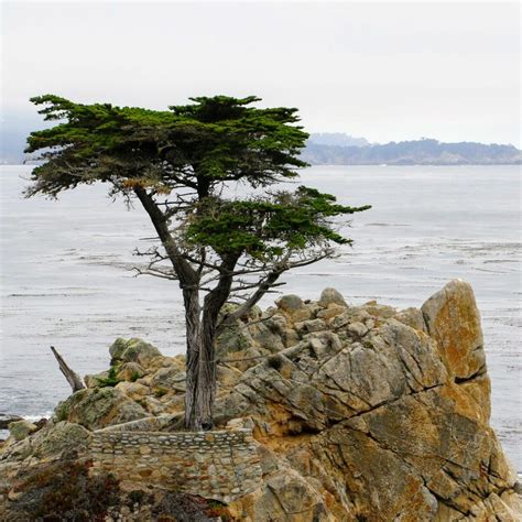 The Lone Cypress Bij Pebble Beach In Monterey Frederik Maesen