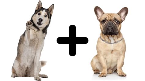 The French Bulldog Husky Mix Everything You Need To Know