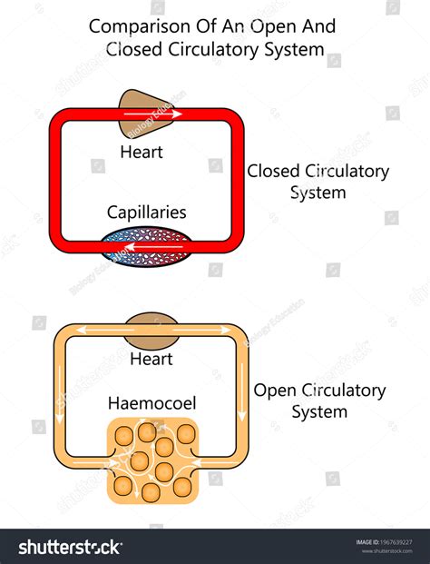 Comparison Closed Open Circulatory System Stock Illustration 1967639227