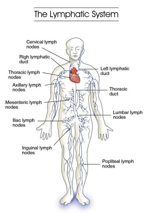 The Lymphatic System Diagram | Lymphatic system, Lymphatic ...